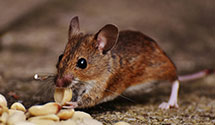 24 Hour & Emergency Exterminators in Fairless Hills, PA